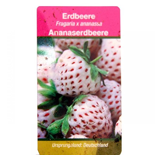 Weisse Ananas-Erdbeere – Set mit 3 Pflanzen – Fragaria – Ausgefallene Sorte für Liebhaber des besonderen - 4