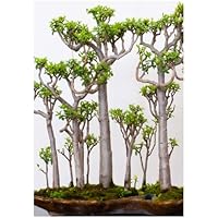 TROPICA-Bonsai-Malagasy-Affenbrotbaum (Adansonia grandidierii) - 4 Samen