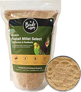 The Birds Company Premium Foxtail Millet (Kangni) Select, Fortified with Spirulina & Cuttlefish Bone, Bird Food for Canaries, Finches, Waxbills, Budgies, Lovebirds, Cockatiels, 450 g