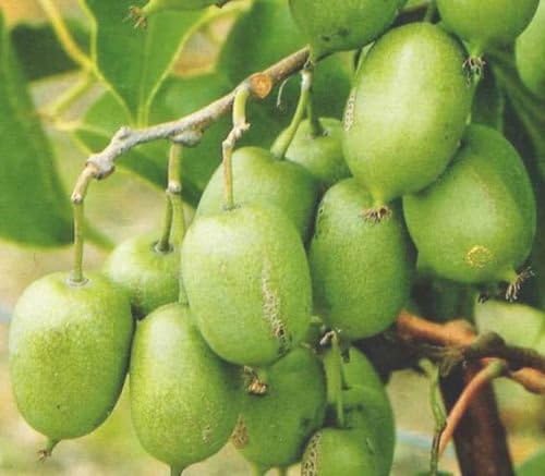 Privick Mill Nursery / Hardy Kiwi (Baby Kiwi) / Actinidia Arguta / 25 seeds / Climbing Vine