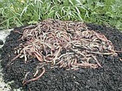 Kompostwürmer, Gartenwürmer, Regenwürmer – 0,5 Kg - 2