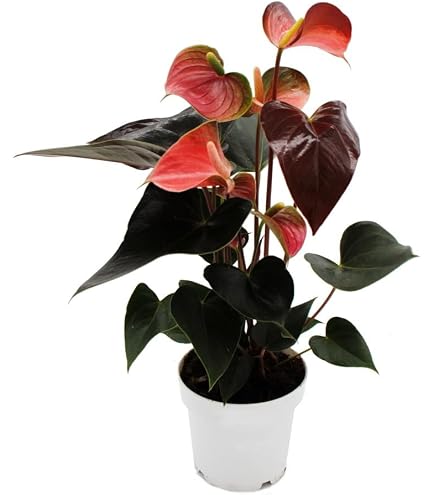 agaven balsam Agave 'Blue Flame' – Plant Material main image 0