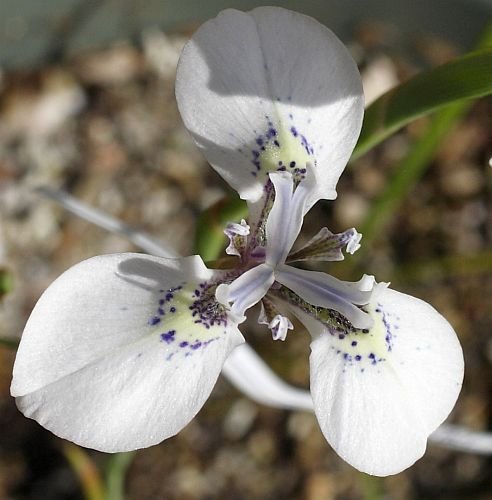 Moraea unguiculata - Moraea - 10 Samen