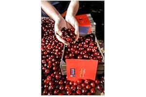 Arbol de Cerezo Picota Valle del Jerte con D.O.P de Viveros la Berrocosa Medida Maceta 22 cm Altura aprox.de 1,30 m. Cereza Roja