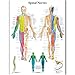 Produktbild JYYC Spinal Nerven Char Poster Karte Leinwand Malerei Wandbilder für Medizinische Ausbildung Ärzte Büro Klassenzimmer Home Decor-70x90 cm kein Rahmen