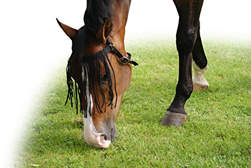 QHP-Fliegenfransen-Extra-with-Forehead-and-Fillet-Black-Size-Full