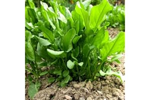 HAPPY GREEN SHOP Herb - Sorrel - Blonde De Lyon - 1500 Seeds + Plant tag + Freebie - Rumex Acetosa - Drought Tolerant