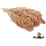 ZooDi® Silberhirse in der Rispe 100 g