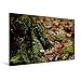 Produktbild Premium Textil-Leinwand 75 cm x 50 cm quer, Ein Motiv aus dem Kalender Stille Welt Waldboden | Wandbild, Bild auf Keilrahmen, Fertigbild auf echter ... Habitat Altholz (CALVENDO Natur)