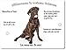 Produktbild Blechschild / Warnschild / Türschild - Aluminium - 20x30cm - - "Willkommen in meinem Zuhause" - Motiv: Cane Corso sitzend -- 01