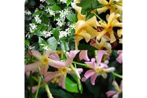 3 x Gelsomino (Giallo-Bianco-Rosa) - Acquista 3/Paga2 - Pianta Adulta | ClematisOnline