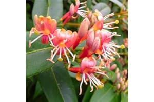 Honeysuckle Henryi (Lonicera) Climbing Plant - Red, Evergreen, Perennial & Hardy - 1.5 Litre Pot - ClematisOnline