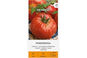ŽALIA STOTELĖ Zalia stotele | Semillas de TOMATE - PONDEROSA | Semillas de Hortalizas | Semillas Tomate | semillas de plantas | semillas de jardín | 1 paquete
