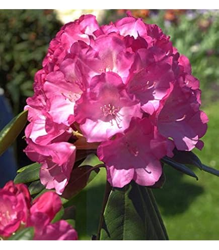 Hochstamm Rhododendron Clivia 80-100cm - Rhododendron williamsianum -  lebende Gartenpflanze aus den Baumschulen : Amazon.de: Garten