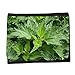 Produktbild Portemonnaie Geldbörse Brieftasche // M00291521 Brennessel Weed Herbs Ppflanze Garten // Small Size Wallet