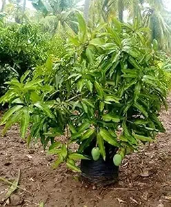 Creative Farmer Fruit Plant Mango Kesari Super Tasty (1 Healthy Live Fruit Plant)