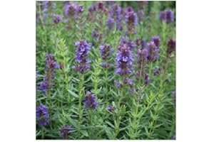 PLANTGENESIS Hyssop 'Blue' / Hyssopus officinalis / Culinary Herb / Garden Plant / Hardy Perennial / Seeds