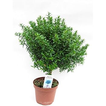 Rosmarin Baum - Stamm - Stämmchen - Rosmarinus officinalis
