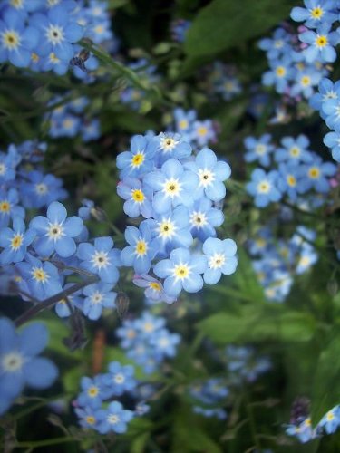 Premier Seeds Direct KA-CDLT-PKAZ 1g Vergissmeinnicht „Myosotis Sylvatica“ Samen (Packung mit 1500)
