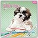 Sweet Shitzu 2016 - Shih Tzu - 18-Monatskalender mit freier DogDays-App: Original Myrna-Kalender [Mehrsprachig] [Kalender] by 