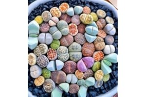 CETECHONDRA Nouveau frais 100pcs graines de plantes Lithops