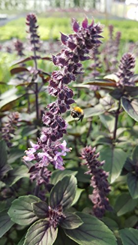 Strauchbasilikum (Ocimum kiliman. x basilicum) im 12cm Topf