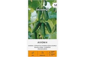 ŽALIA STOTELĖ Zalia Stotele | Pepinos encurtidos - Semillas Avion H | Semillas de hortalizas | Semillas de pepino | Variedad precoz, autopolinizante y resistente a enfermedades | 1 paquete