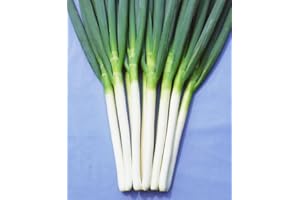 ROOT SOURCE Spring Onion Plants - Grow Your Own from Our Premium Quality Plants (6)