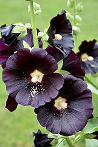 Bargain4u 200 Seeds Hollyhock Jet Black Easy to Grow