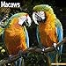 Macaws - Ara-Papageien - Aras 2020: Original Avonside-Kalender [Mehrsprachig] [Kalender] (Wall-Kalender) by 