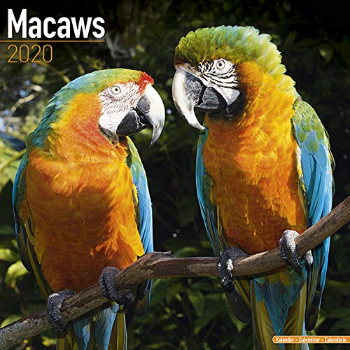 Macaws - Ara-Papageien - Aras 2020: Original Avonside-Kalender [Mehrsprachig] [Kalender] (Wall-Kalender)