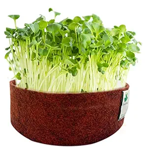 Sow and Grow Alfa Alfa Microgreen Seeds- 150G | Best Germination Rate | Grow Your Own Super Salad