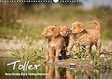 Toller - Nova Scotia Duck Tolling Retriever (Wandkalender 2015 DIN A3 quer): Ein Kalender mit 13 wunderschöne Fotos von Novia Scotia Duck Tolling ... verzaubern. (Monatskalender, 14 Seiten) by 