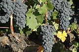 Image de Wilderotter Wineries Cookbook (English Edition)