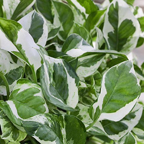 Efeutute 2 Pflanzen - 3