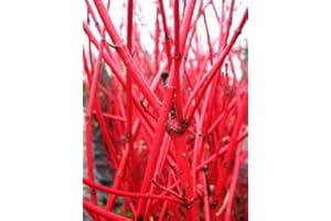 PLANTENWELT WIESMOOR Rotholz Hartriegel Cornus alba Sibirica Solitär 125 - 150 cm hoch im 12 Liter Pflanzcontainer