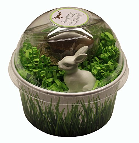 Preisvergleich Produktbild Osterüberraschung Anzuchtset Osterhasen Spielwiese