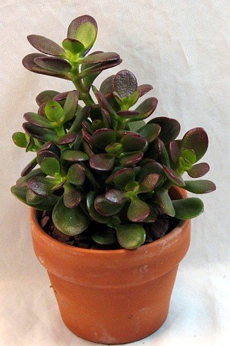 Mini Leaf Jade Plant - Crassula - Easy to Grow - 3 Pot by Hirts: Cacti & Succulents