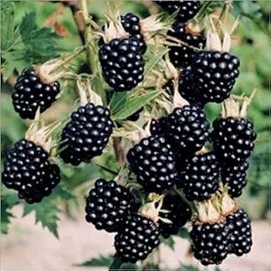 Grun BlackBerry Fruit Live Plant Tasty Fruit Seeds