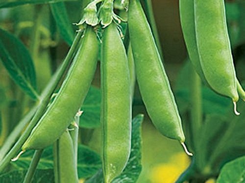 Zuckererbse - Sugar Bon - 50 Samen