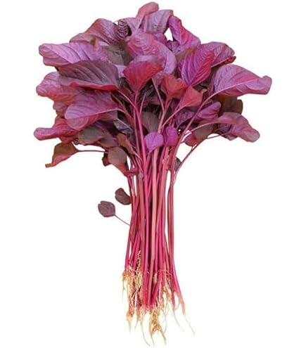 300 Bright Red Orach Seeds – French Spinach (Atriplex Hortensis) – Free Shipping - View #3
