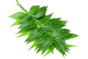 Swathi Fresh Neem Leaves Green Leaf Nim Leaves Traditional Ayurvedic Use Fresh and Pure for Daily use Approx 200g