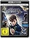 Phantastische Tierwesen und wo sie zu finden sind (4K Ultra HD) (+ Blu-ray) [Alemania] [Blu-ray]