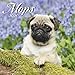 Produktbild Mops 2020: Broschürenkalender mit Ferienterminen. Hunde-Kalender. 30 x 30 cm