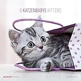 Image de Katzenbabys 2018 Broschürenkalender