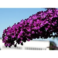 Sommerflieder Schmetterlingsflieder rote Blüte Sommerflieder Royal Red Buddleja davidii Royal Red Containerware 40-60 cm…