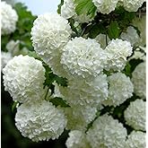 Viburnum Opulus, Gemeiner Schneeball - Saatgut, Samen, Heilpflanzen Und