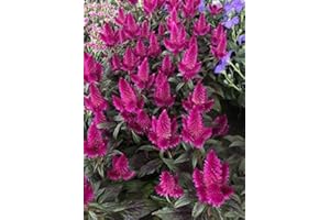 PERAGA GARDEN 1 PIANTA DI CELOSIA CARACAS VASO 12CM