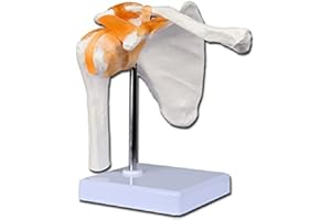 Gima - Shoulder Anatomical Model, Clavicle, Joints and Ligaments, Value Line, Magnification 1 X