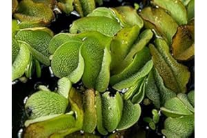 ZAC Wagner Büschelfarn - Teichpflanzen Teichpflanze Schwimmpflanzen